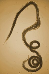 Female cooperia roundworm photographed under a microscope