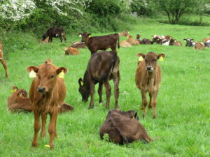 A field of cows vaccinated against lungworm