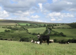 Cows on a hillside field