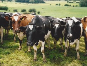 Cows at the top of a field sloping down behind them