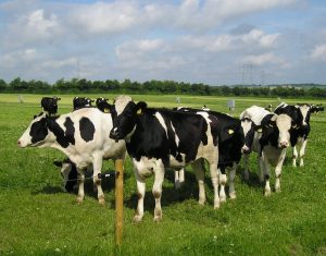 Cows in a field under a partly cloudy blue sky