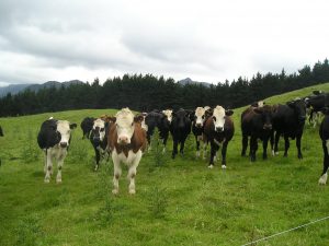 Cows in a field with a line of trees in the distance