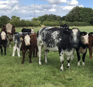 Suckler cows in a field