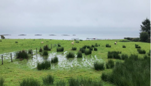 Sheep in a field by the sea