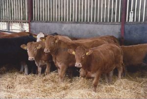 Cattle housed in a barn