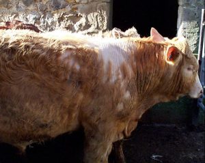 Cattle with heavy louse infestation