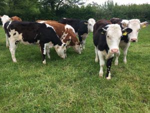 A group of calves out grazing Credit- Natalie Jewell