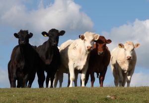 A row of cows looking towards the camera