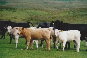 A field of cows on a hill