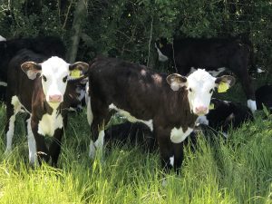 Young calves in a field which did not have cattle on it in the previous year