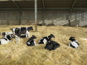 Calves resting in a barn