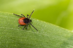 A tick (ixodes ricinus) on a green leaf