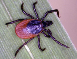 Pic of tick