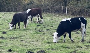 Young cattle in winter