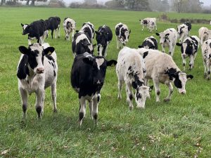 black and white cows in field