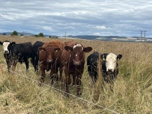 4 coloured cows