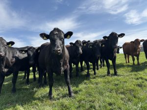 Black cattle looking at camera