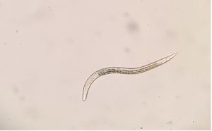 See through worm