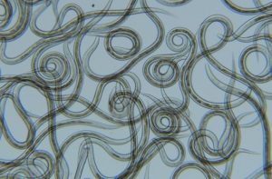 Lots of circular worms