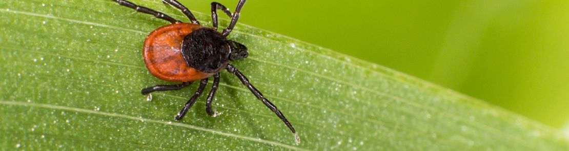 A tick (ixodes ricinus) on a green leaf