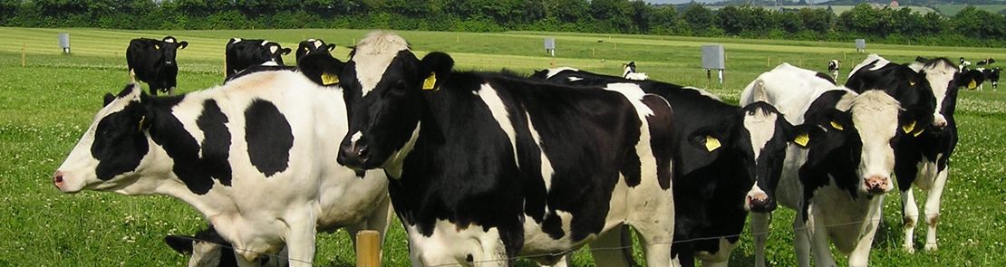 Cows in a field under a partly cloudy blue sky