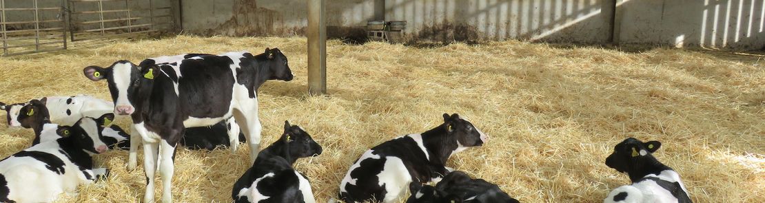 Calves resting in a barn