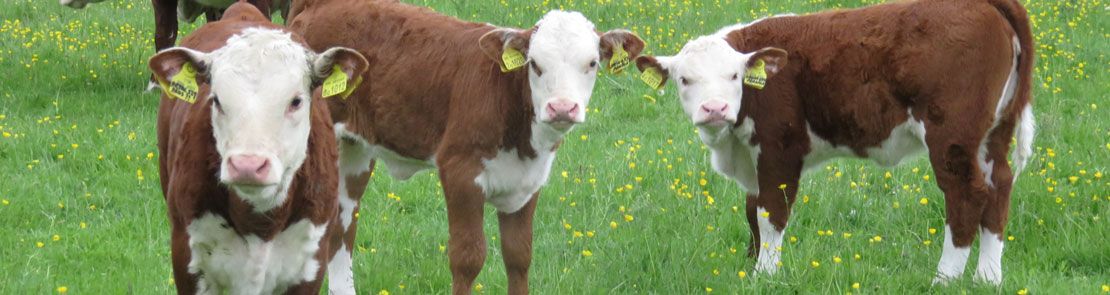 liver-and-rumen-fluke