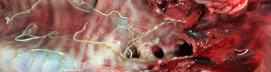 Lungworms in animal