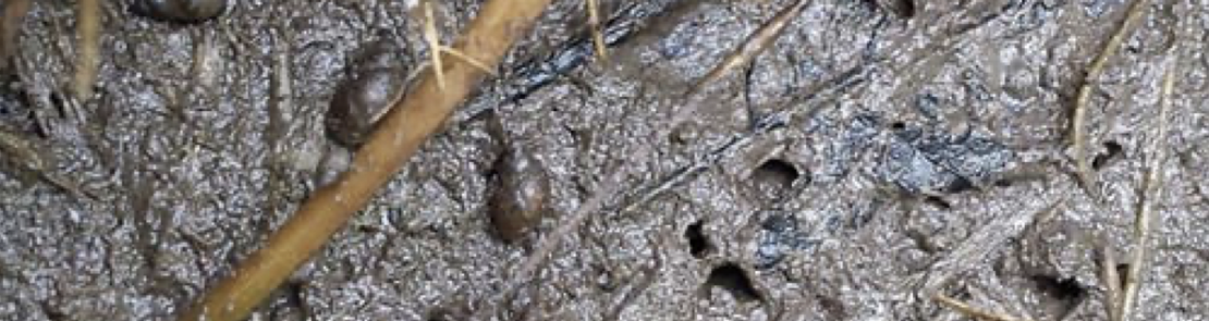Mud snails in mud
