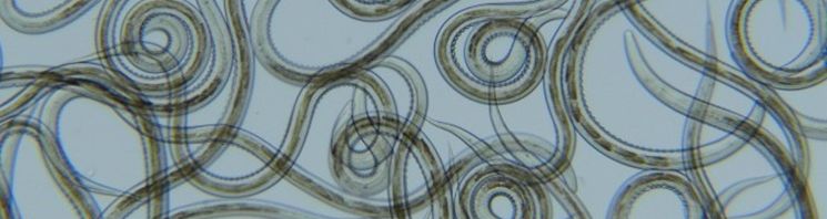 Lots of circular worms