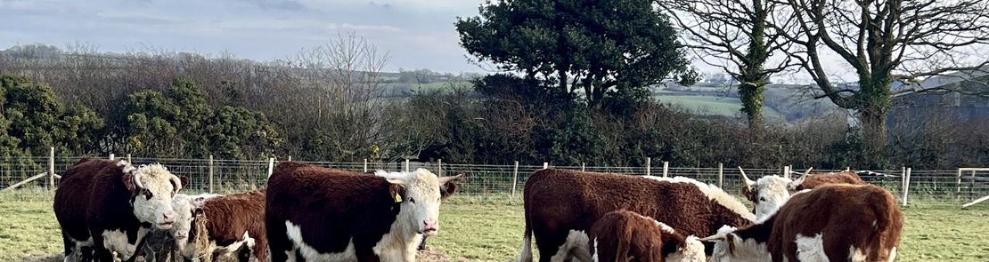 Cows eating hay in a field