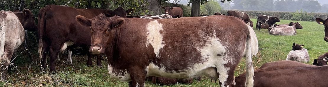 Testing for roundworms