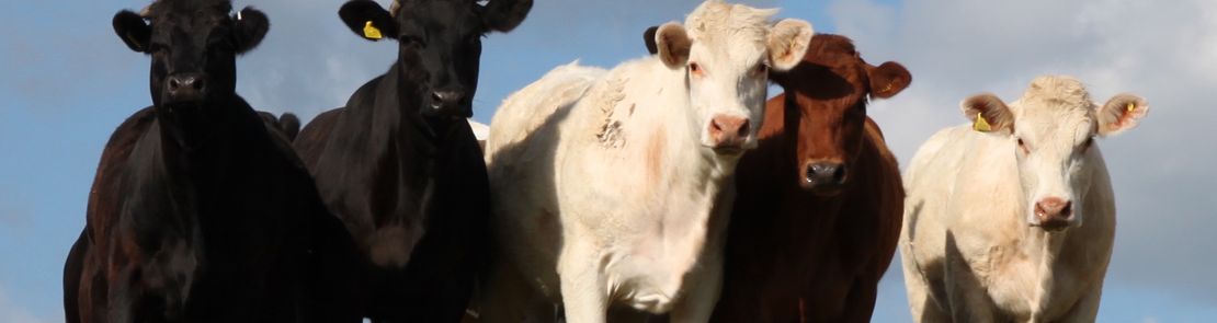 A row of cows looking towards the camera
