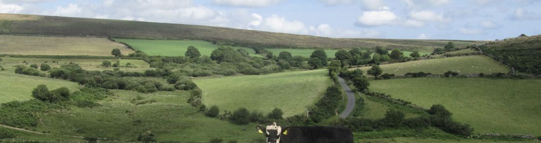 Cows on a hillside field