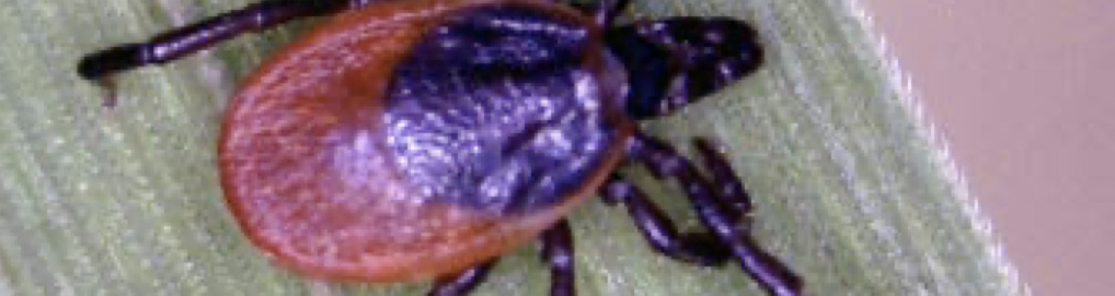 Pic of tick