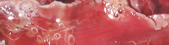 Lungworm in a lung