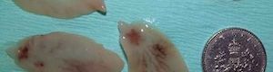 Adult liver fluke can be larger than a 5 pence piece