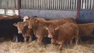 Cattle housed in a barn