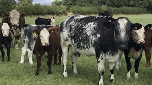Suckler cows in a field