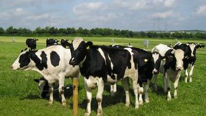 Cows in a field under a partly cloudy blue sky