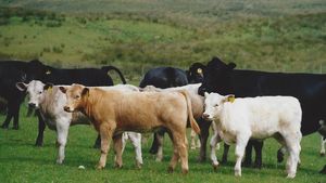 A field of cows on a hill