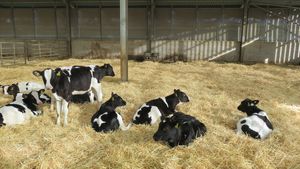 Calves resting in a barn