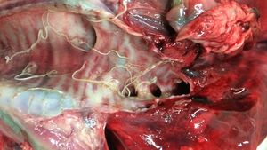 Lungworms in animal