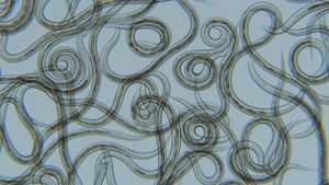 Lots of circular worms