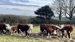Cows eating hay in a field