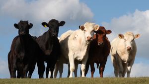 A row of cows looking towards the camera