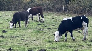 Young cattle in winter