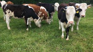 A group of calves out grazing (Credit: Natalie-Jewell)