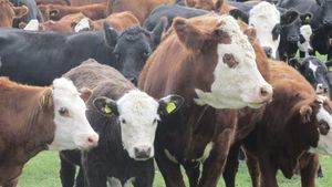 Suckler cows and calves