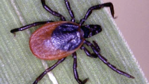 Pic of tick